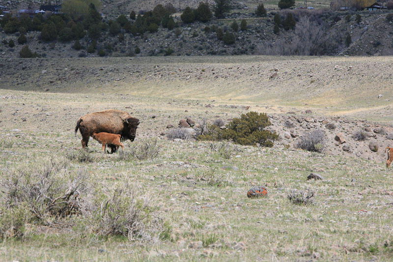 baby buffalo with mother at Yellowstone's North Entrance