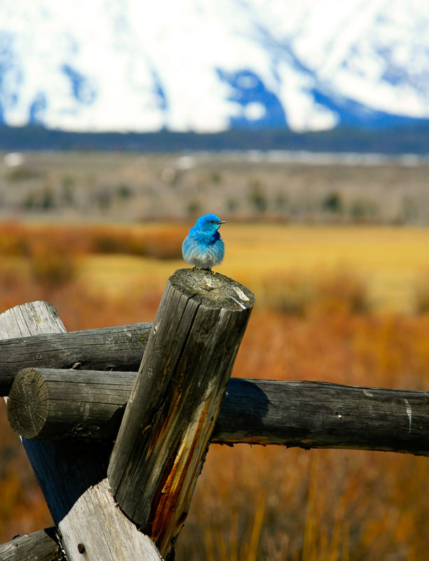 western bluebird on a post at the base of the Tetons